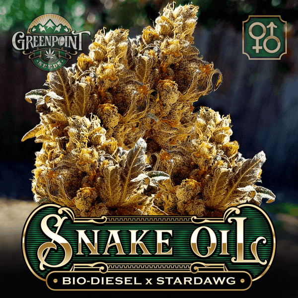 Bio Diesel x Stardawg Seeds | Snake Oil Cannabis Seeds