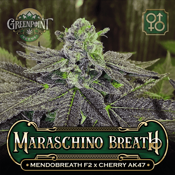 Mendobreath F2 x Cherry AK-47 Seeds - Maraschino Breath v1 - Colorado Seed Bank
