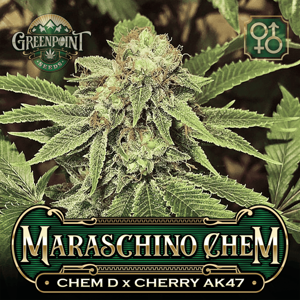Chemdog x Cherry AK-47 Seeds - Maraschino Chem Cannabis Seeds - Colorado Seed Bank