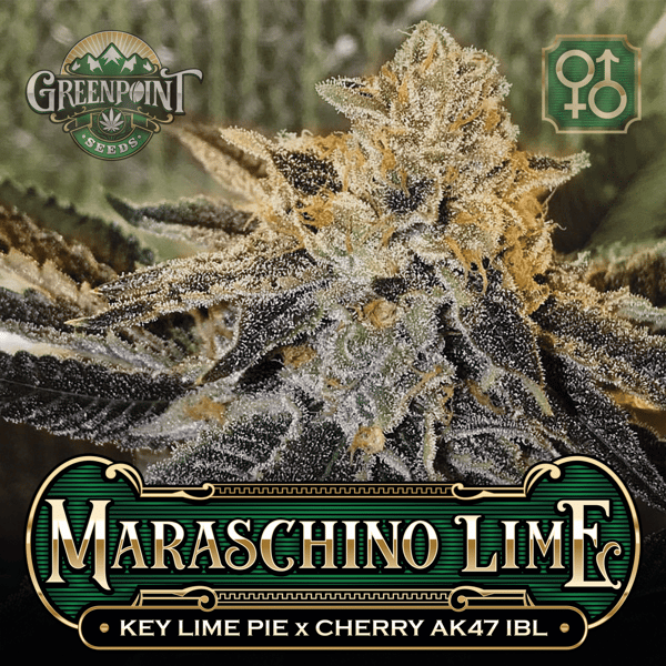 Key Lime Pie x Cherry AK-47 IBL Seeds - Maraschino Lime Cannabis Seeds