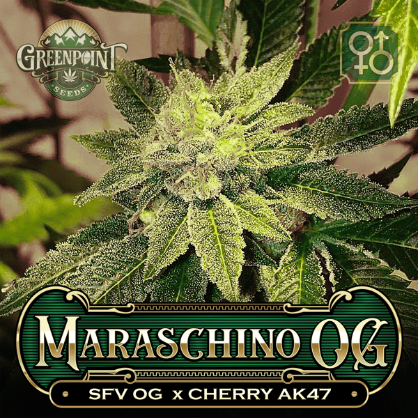 SFV OG x Cherry AK-47 Seeds - Maraschino OG Cannabis Seeds - Colorado Seed Bank