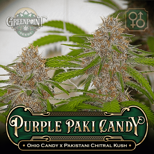 Ohio Candy x Pakistani Chitral Kush Seeds - Purple Paki Candy Cannabis Seeds Colorado Seed Bank