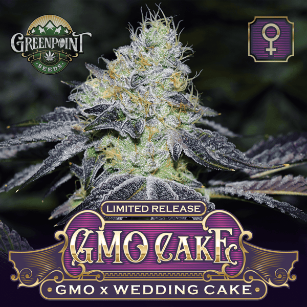 GMO x Wedding Cake Feminized Cannabis Seeds - GMO Cakes Strain - Greenpoint Seeds Colorado