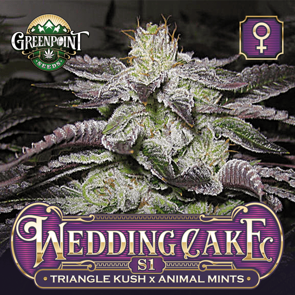 Triangle Kush x Animal Mints Seeds - Wedding Cake Feminized S1 Cannabis Seeds