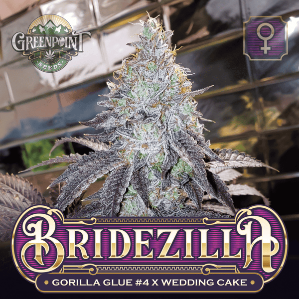 Gorilla Glue #4 x Wedding Cake Seeds - Bridezilla Cannabis Seeds - Colorado Seed Bank