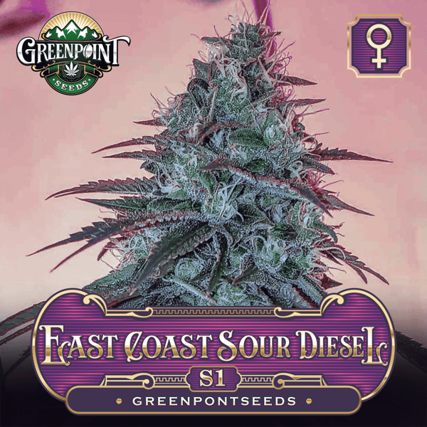 East Coast Sour Diesel S1 x ECSD - Feminized Cannabis Seeds - Greenpoint Seeds