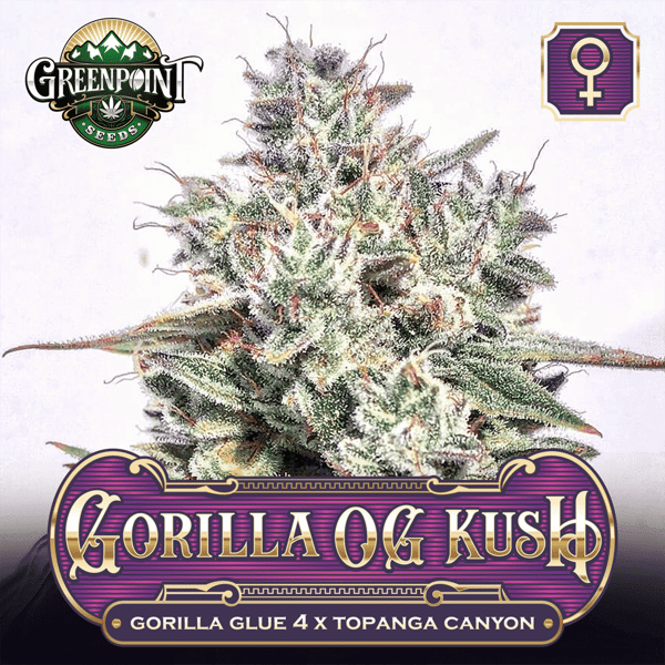 GG4 x Topanga Canyon OG Kush - Gorilla OG Kush - Feminized Cannabis Seeds