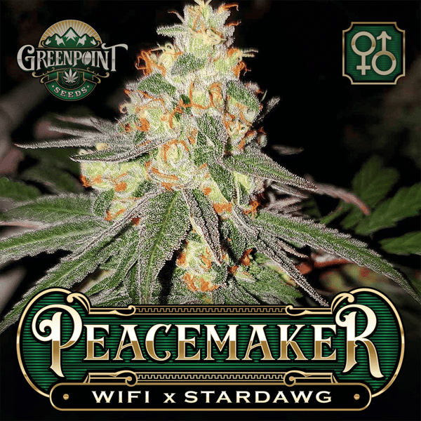 WiFi x Stardawg Seeds | Peacemaker Cannabis Seeds - US Seed Bank