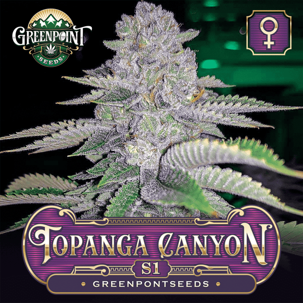 Topanga Canyon S1 Feminized Cannabis Seeds - Greenpoint Seeds Colorado