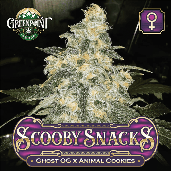 Scooby Snacks Feminized Cannabis Seeds - Ghost OG x Animal Cookies - Greenpoint Seeds