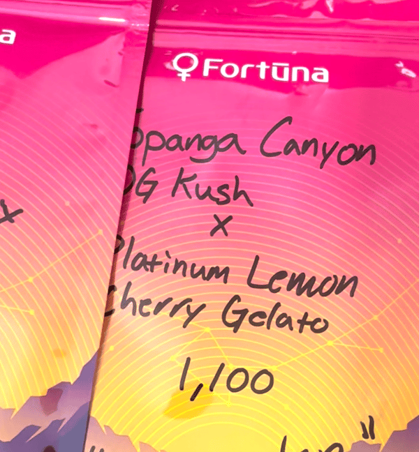 Topanga Canyon OG Kush × Platinum Lemon Cherry Gelato