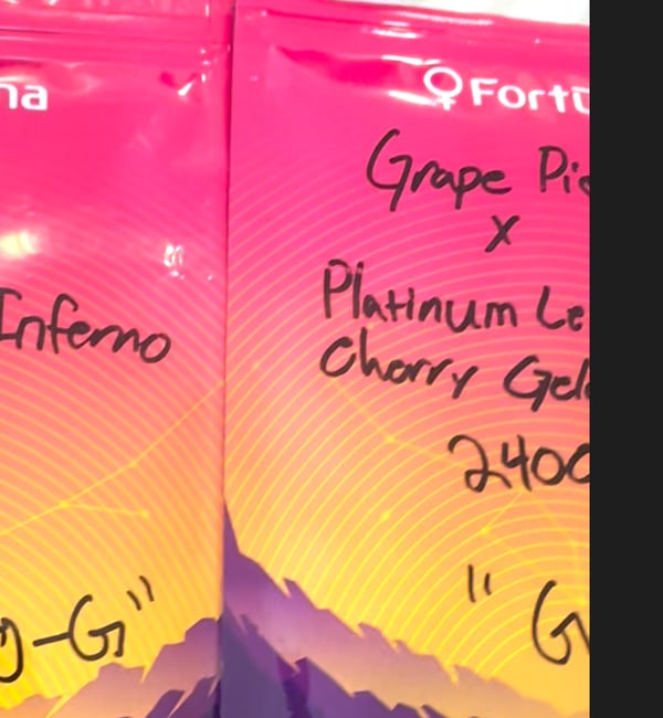 Grape Pie × Platinum Lemon Cherry Gelato