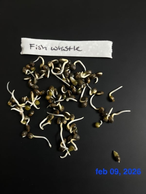 Fish whistle germination