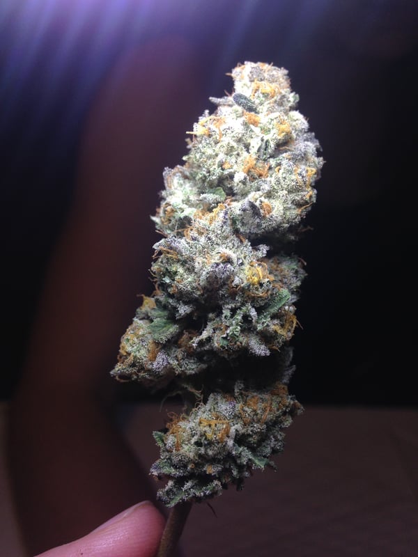 Girl Scout Cookies (Forum cut) dried trimmed flower