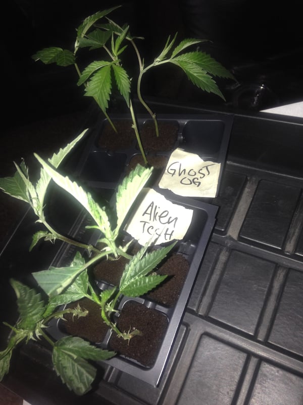 Other Clones