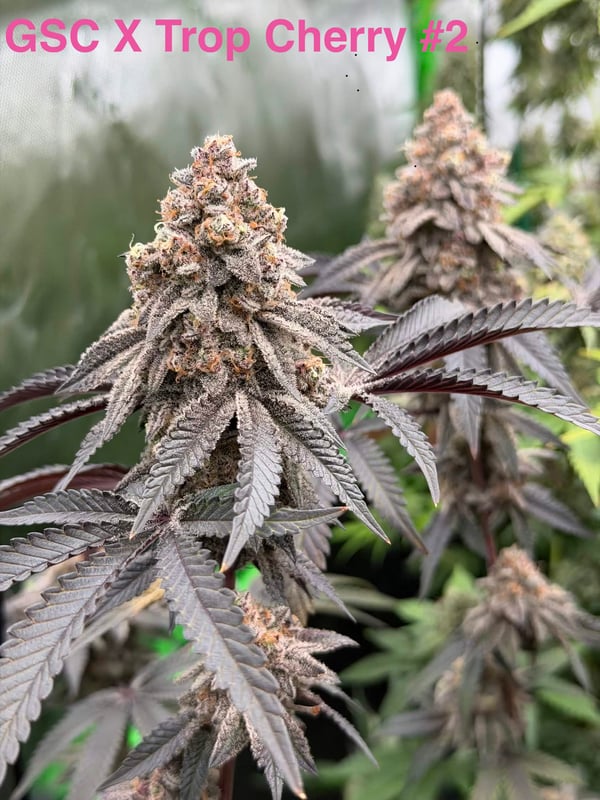 Cherry Scout - Image 4