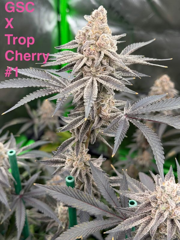 Cherry Scout - Image 5