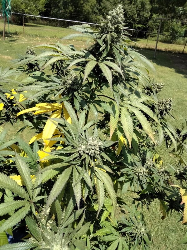 Image #1 from snake pliskin