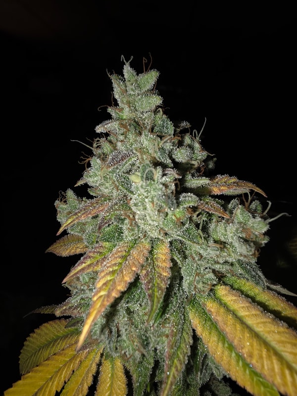 Image #2 from St3chillb420