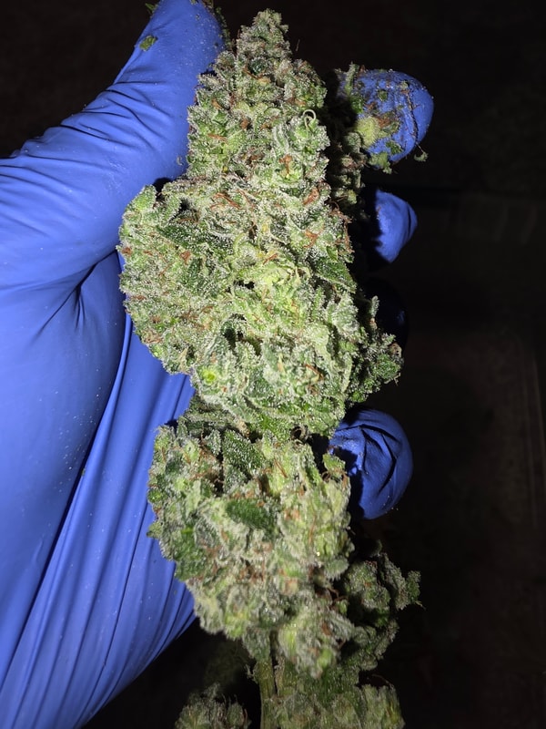 Image #3 from St3chillb420