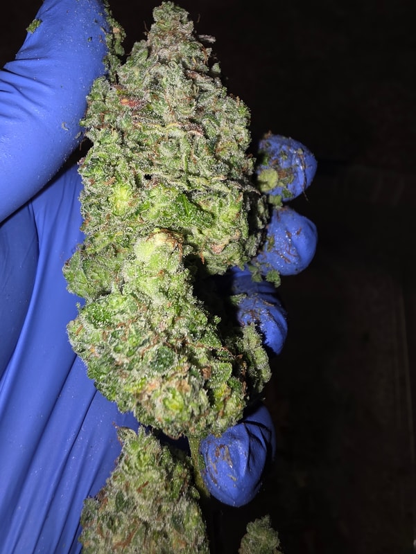 Image #4 from St3chillb420