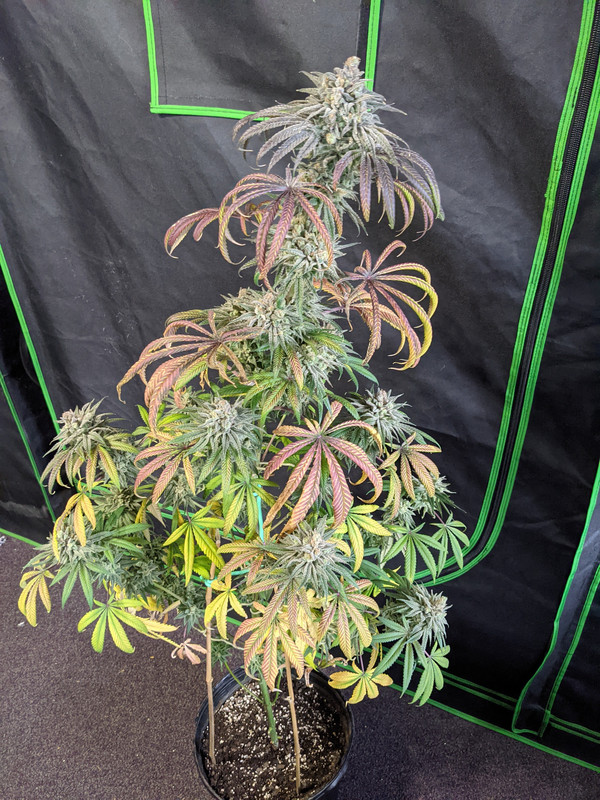 Image #1 from GreenPointGrower93
