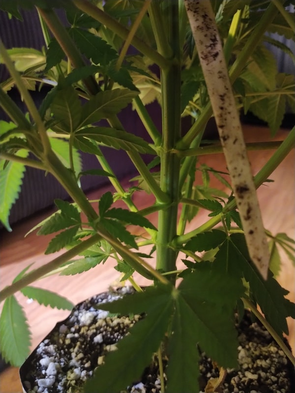 Image #5 from steven