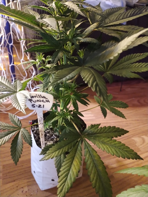 Image #4 from steven