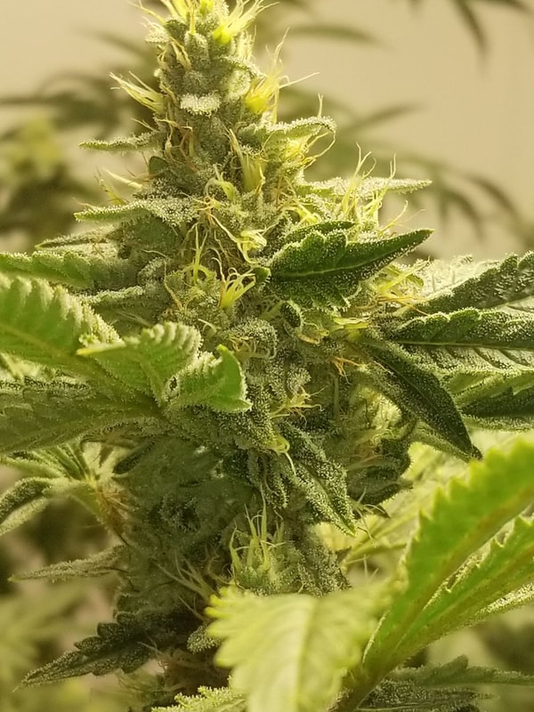 Image #1 from joe sulfaro