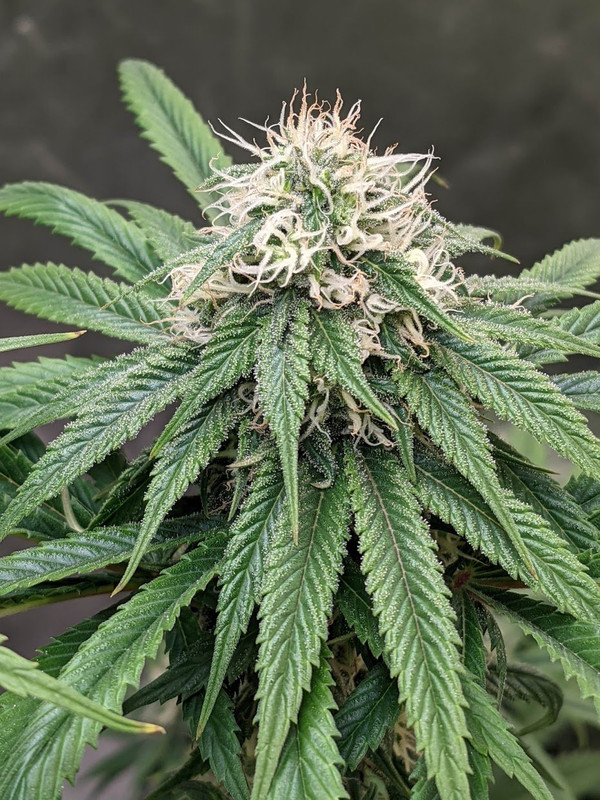 Fruit Punch Cannabis Seeds - Clementine x Purple Punch