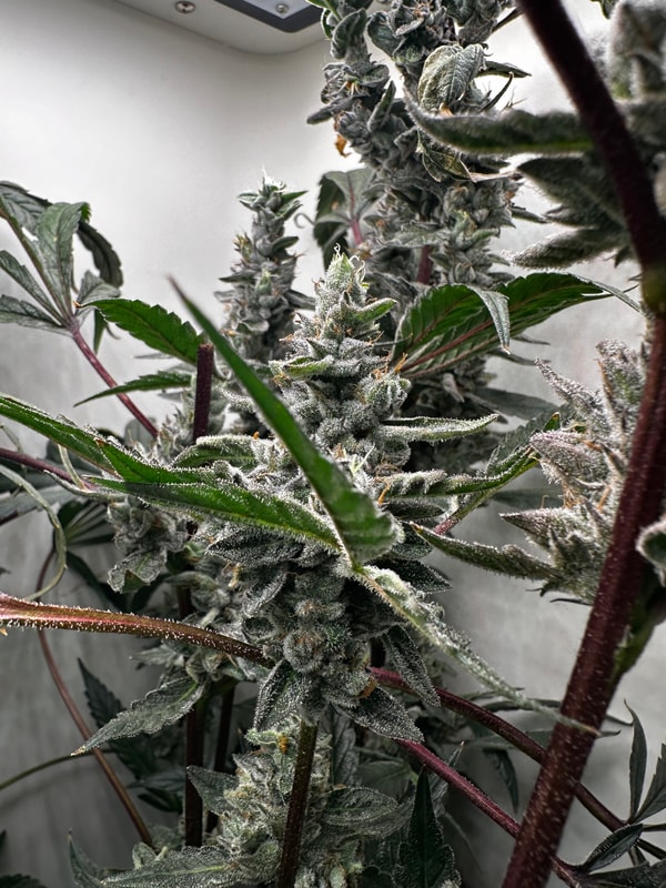 Image #1 from Shawty smoking