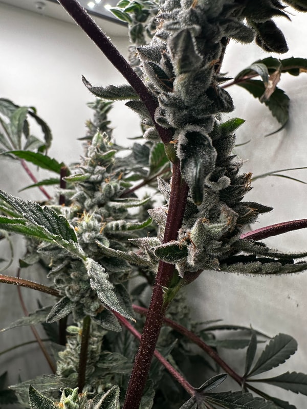 Image #2 from Shawty smoking