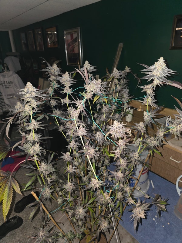 Image #1 from Steven Bush jr