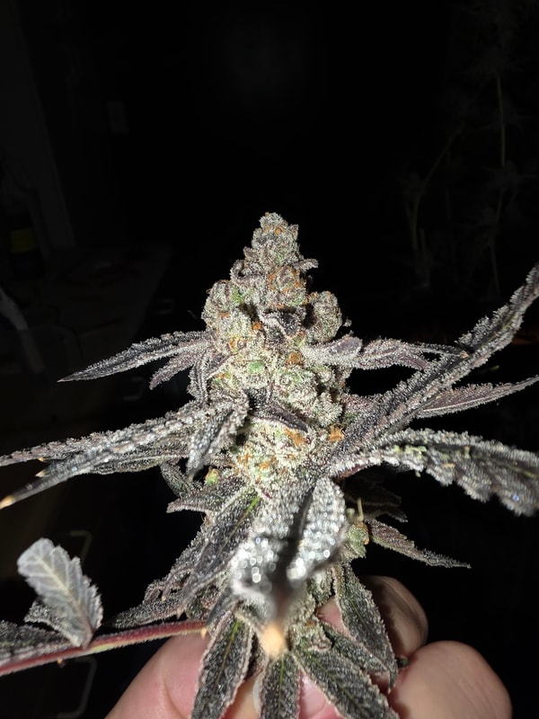 Image #2 from Steven Bush jr