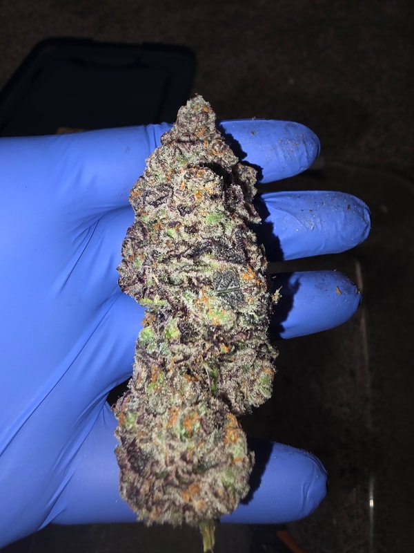 Image #3 from Steven Bush jr