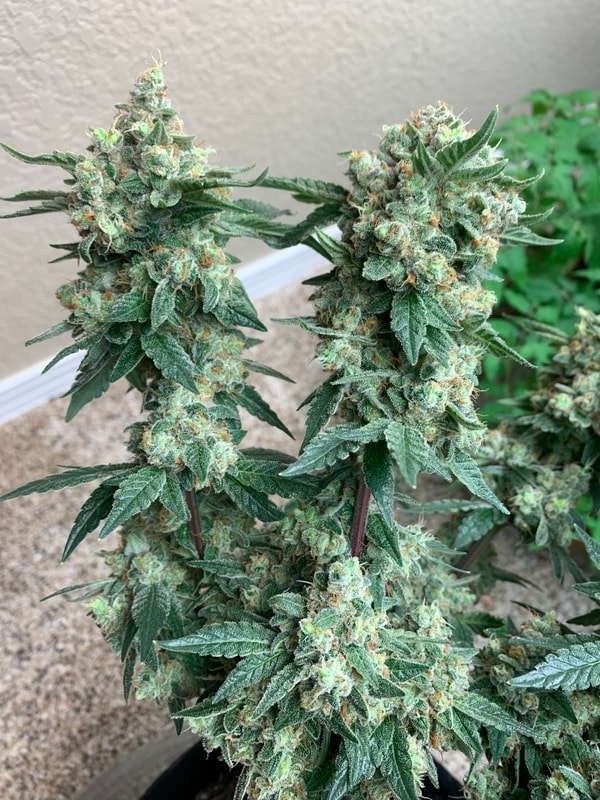 Image #3 from Johnny