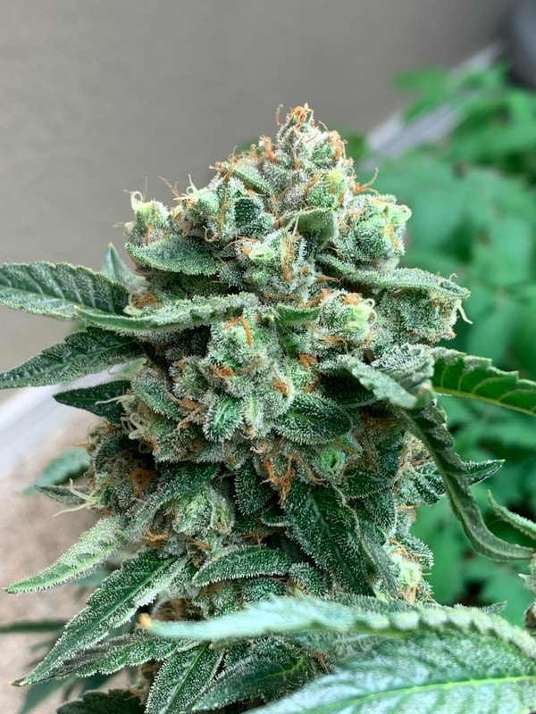 Image #2 from Johnny