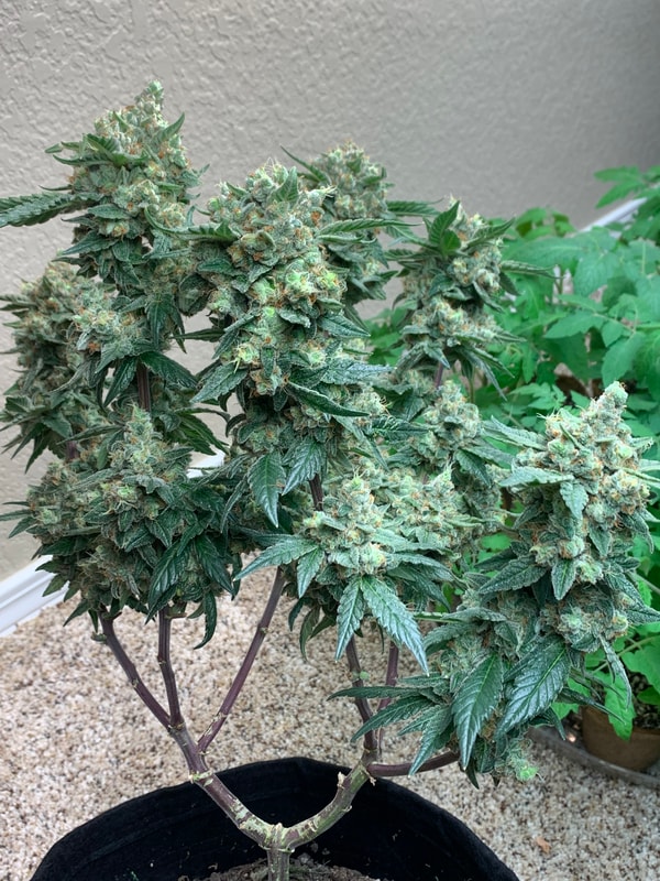 Image #1 from Johnny