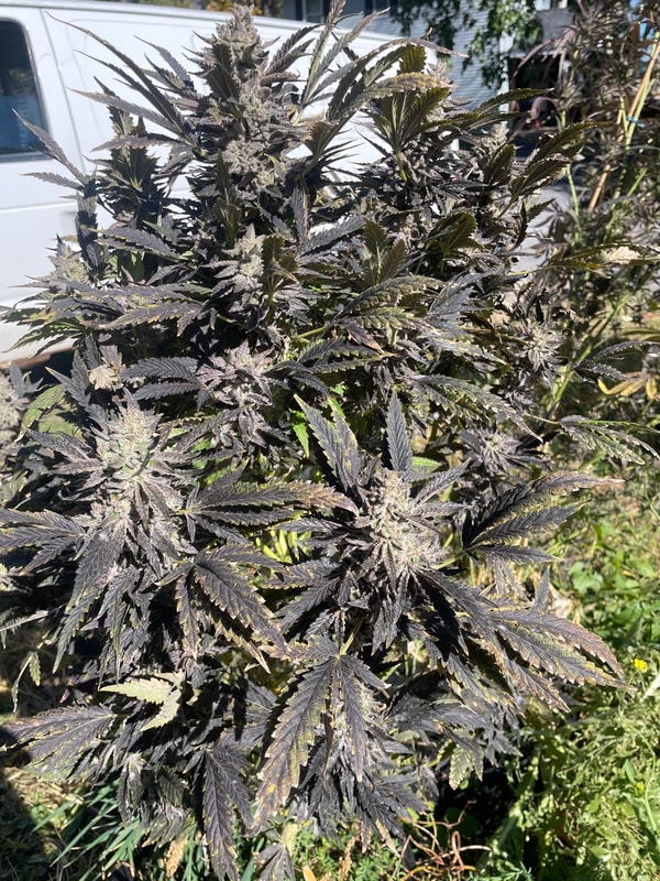 Image #1 from Jessica Smith