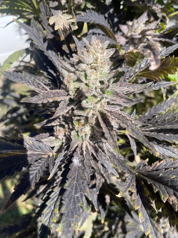 Image #2 from Jessica Smith