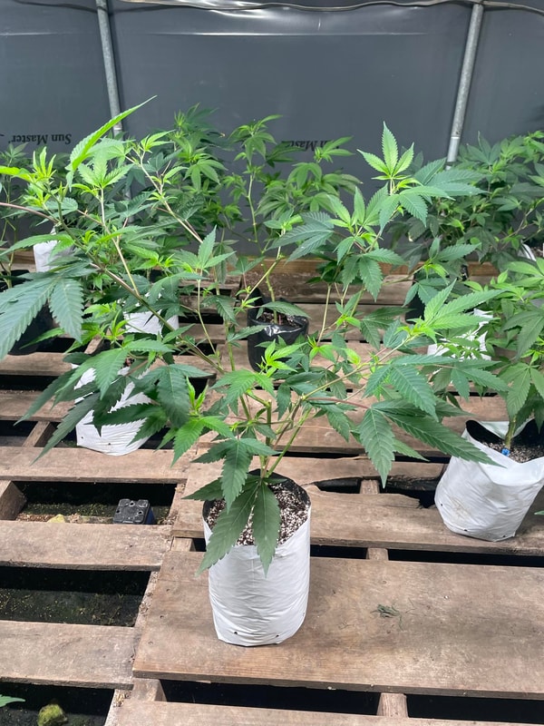 Image #1 from Matthew Mcconico