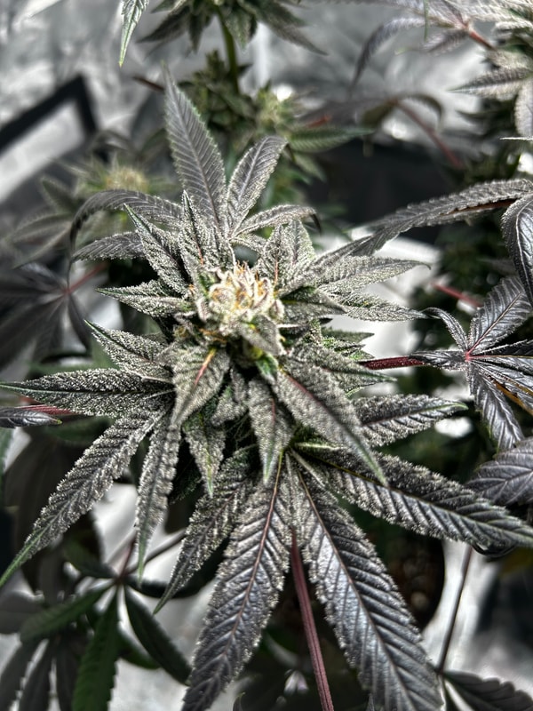 Image #2 from Anonymous