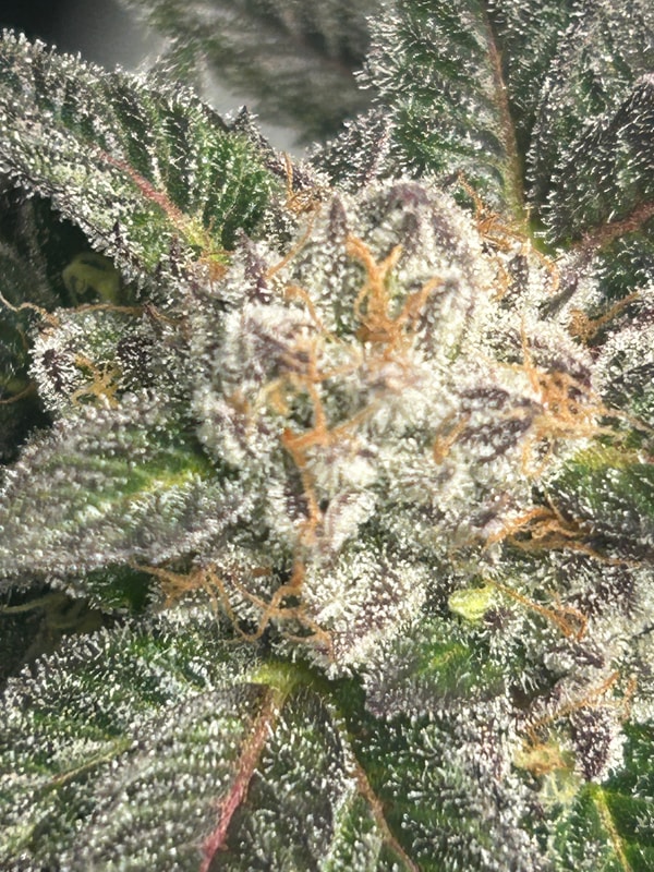 Image #1 from Anonymous