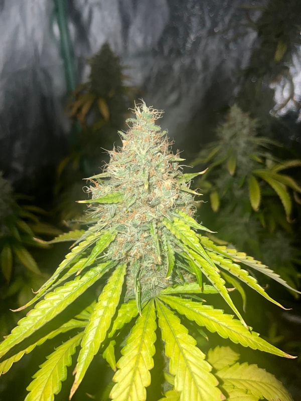 Image #4 from Shane P.