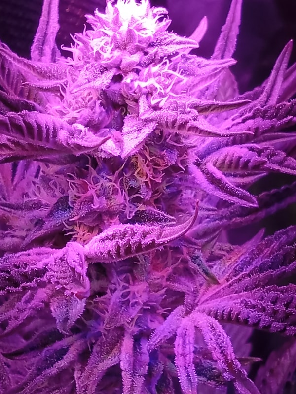 Image #1 from Anthony Little