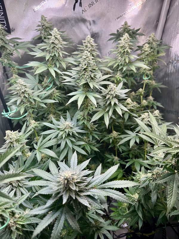 Image #3 from Johnboy