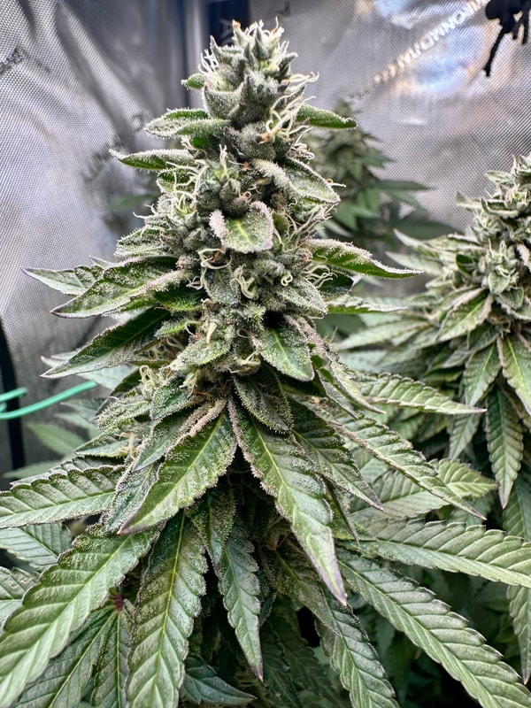 Image #1 from Johnboy