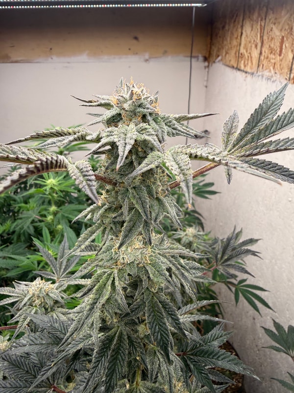 Image #3 from Reggie Batrack