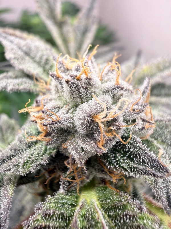 Image #2 from Reggie Batrack