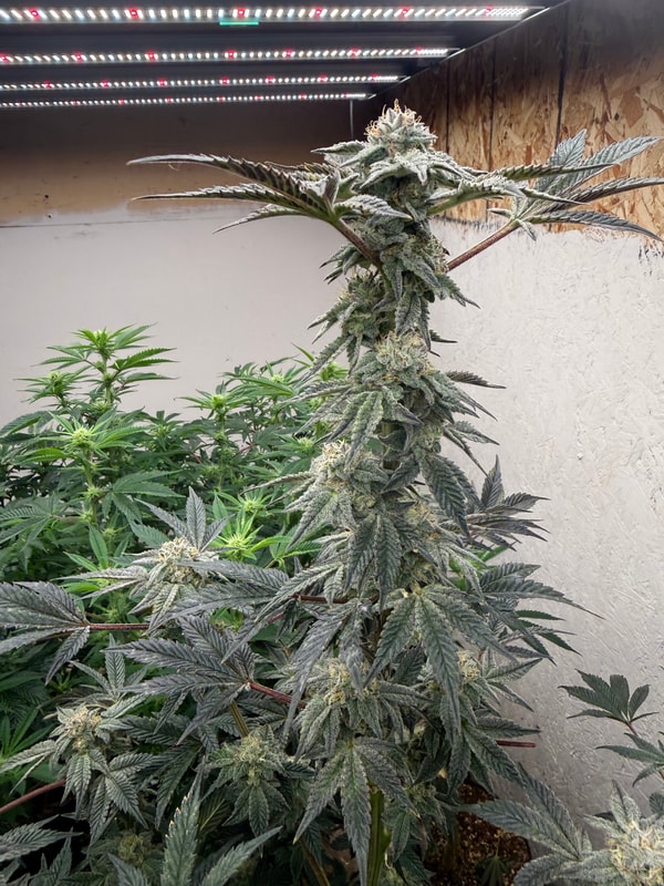 Image #1 from Reggie